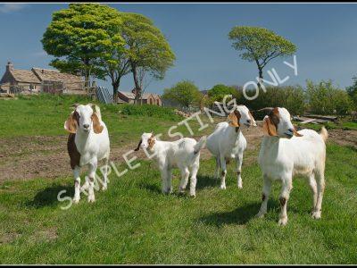 Nigerien Live Boer Goats