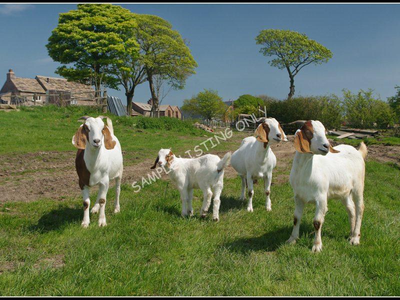 Nigerien Live Boer Goats