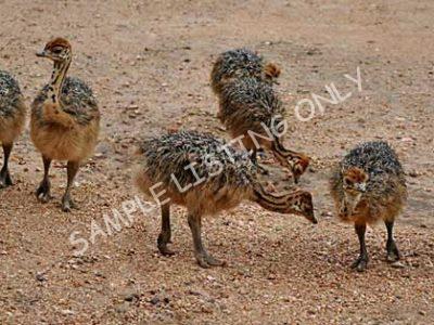 Niger Ostrich Chicks