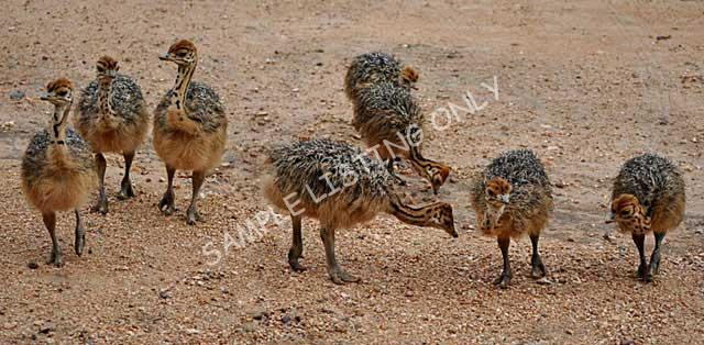 Niger Ostrich Chicks