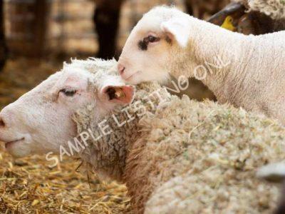 Healthy Niger Sheep