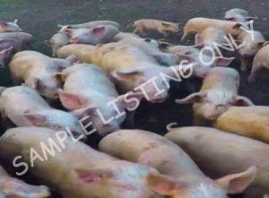 Niger Healthy Pigs